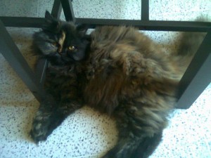 530097_379134525470827_713892048_n