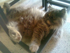 560754_379134585470821_1700489313_n